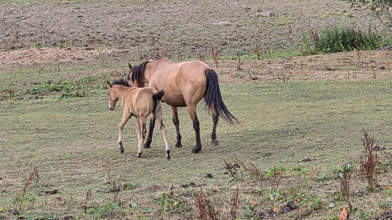 Yegua Lusitano En venta 2015 Isabelo