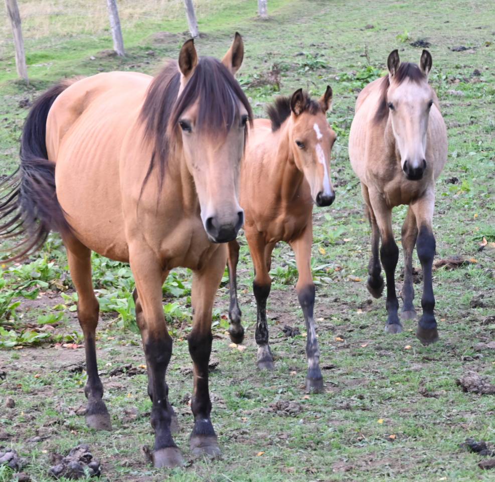 Yegua Lusitano En venta 2015 Isabelo