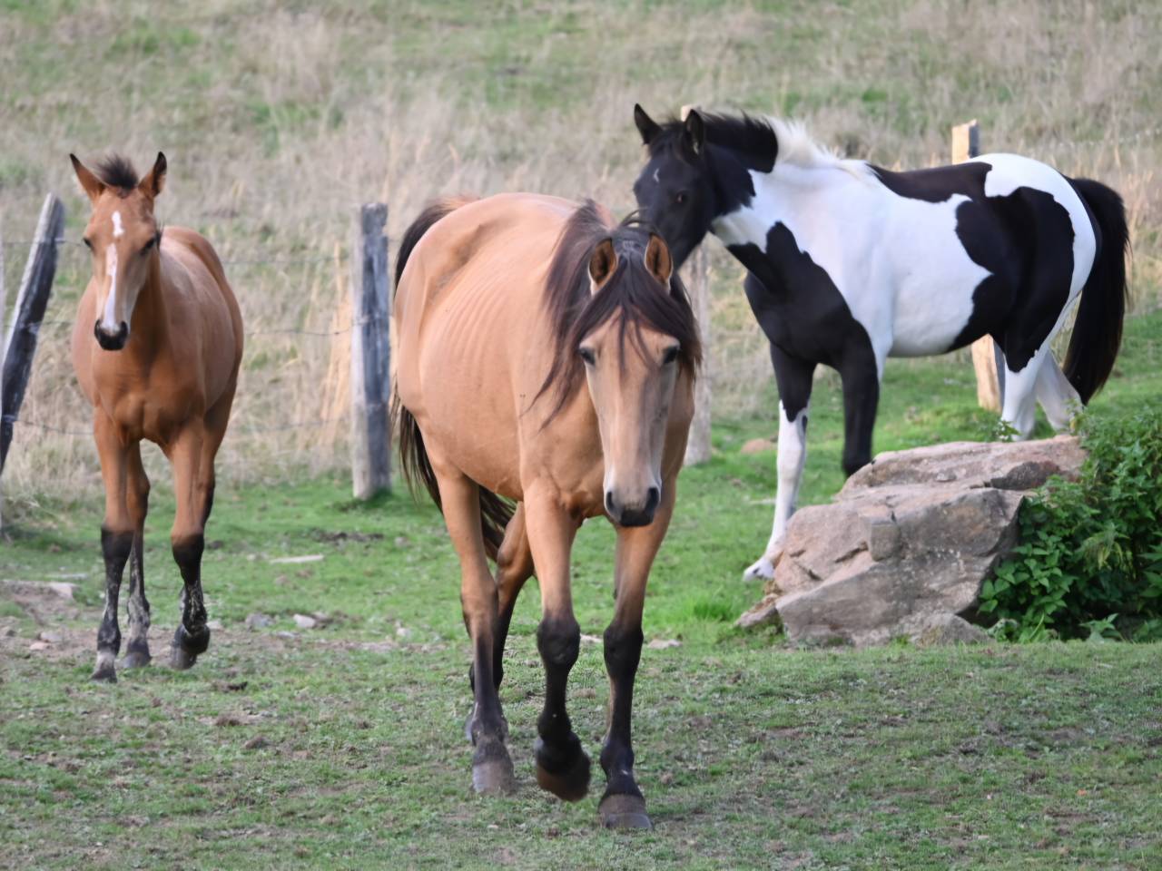 Yegua Lusitano En venta 2015 Isabelo