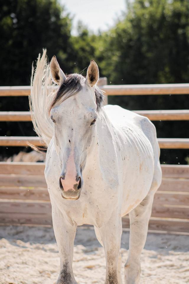 Caballo entero Origen No Constatado En venta 2021 Tordo