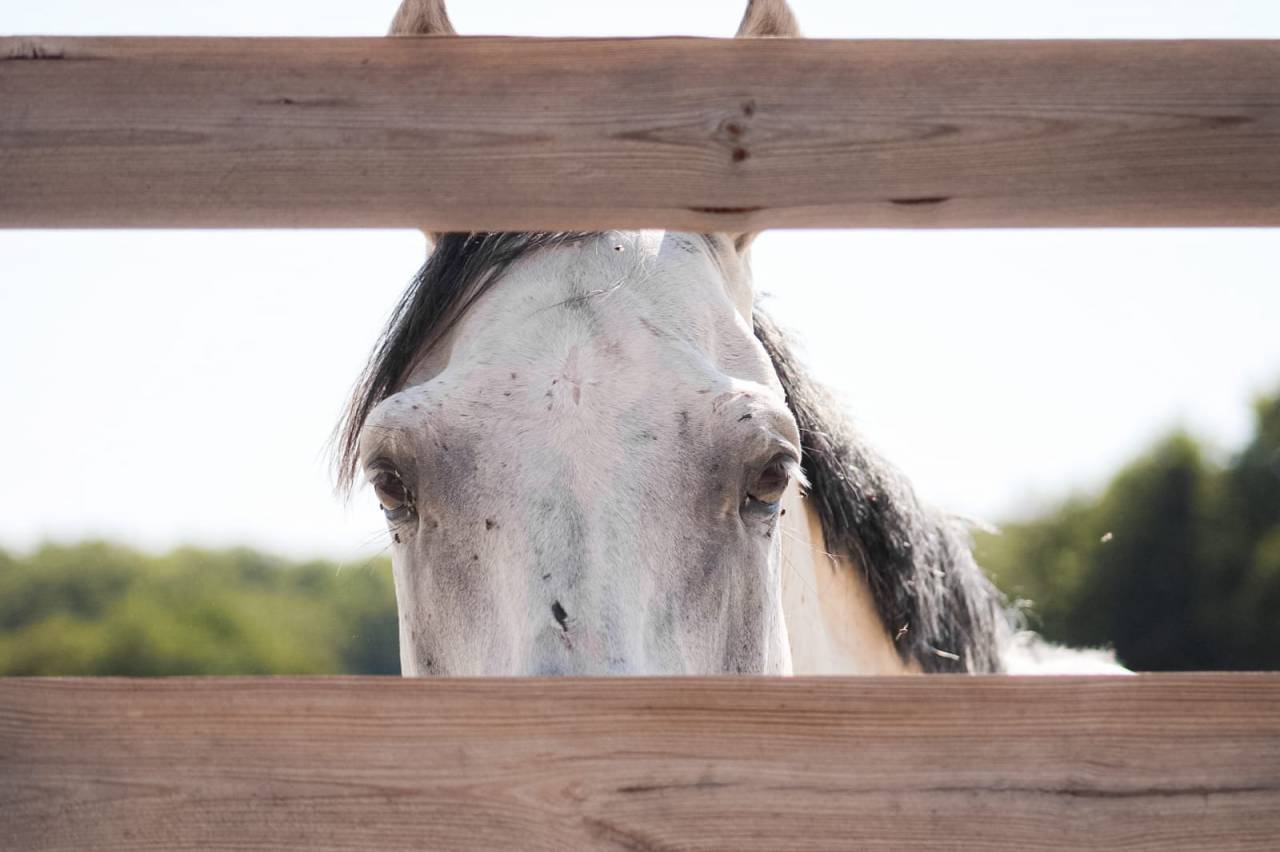 Caballo entero Origen No Constatado En venta 2021 Tordo