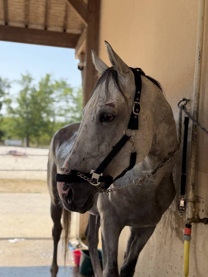 Caballo entero Origen No Constatado En venta 2021 Tordo