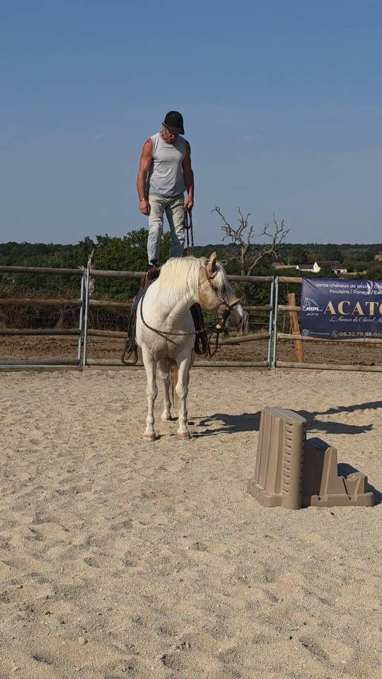 Caballo entero Quarter Horse En venta 2020 Palomino