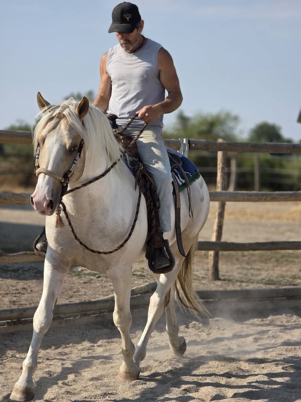 Caballo entero Quarter Horse En venta 2020 Palomino
