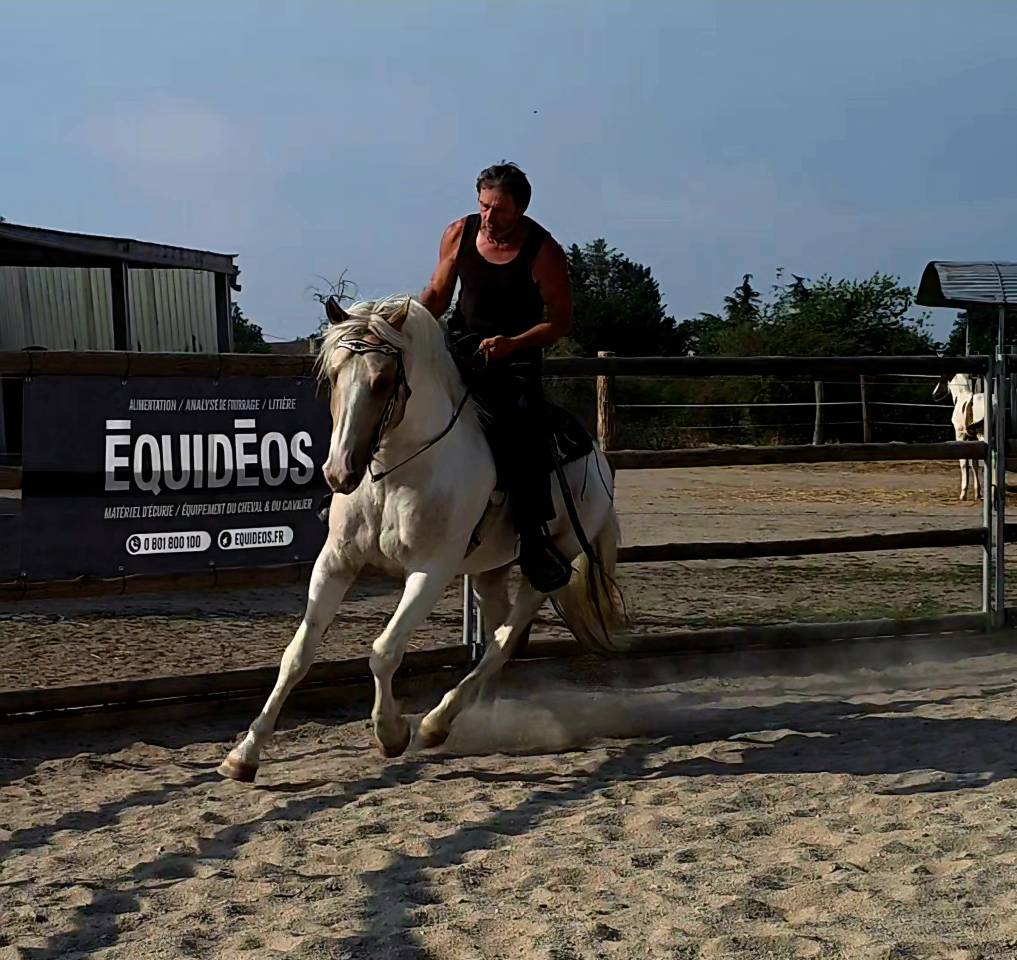 Caballo entero Quarter Horse En venta 2020 Palomino