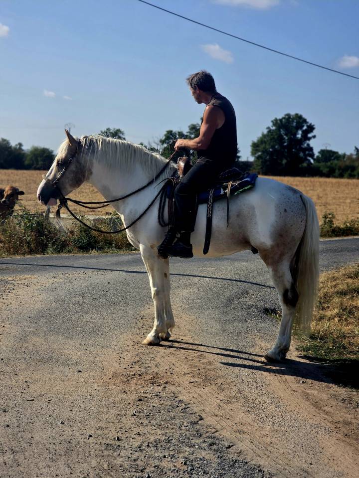 Caballo entero Quarter Horse En venta 2020 Palomino