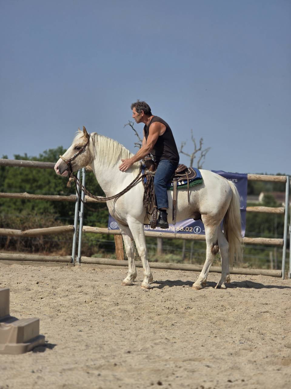 Caballo entero Quarter Horse En venta 2020 Palomino