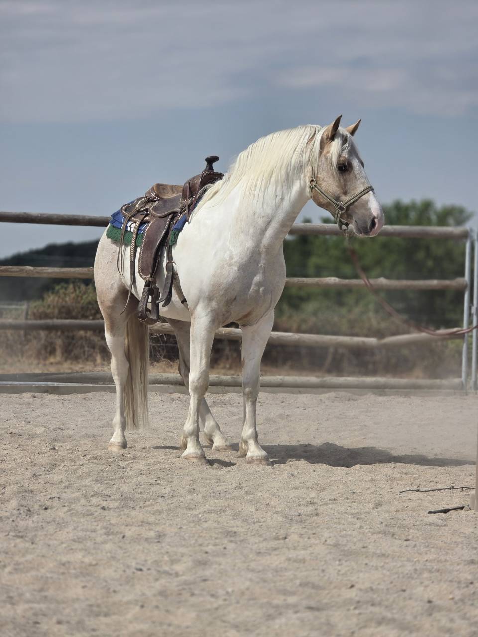 Caballo entero Quarter Horse En venta 2020 Palomino