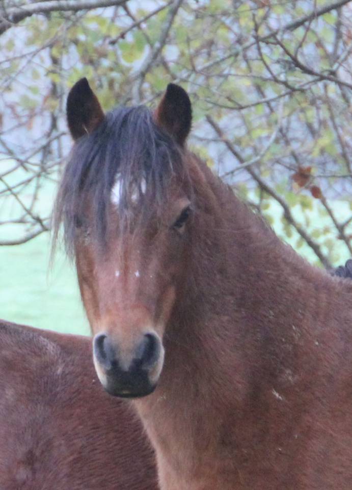 Yegua de ganader&iacute;a Welsh Poni (Secci&oacute;n B) En venta 2012 Bayo por URKOS DES BERTAINES
