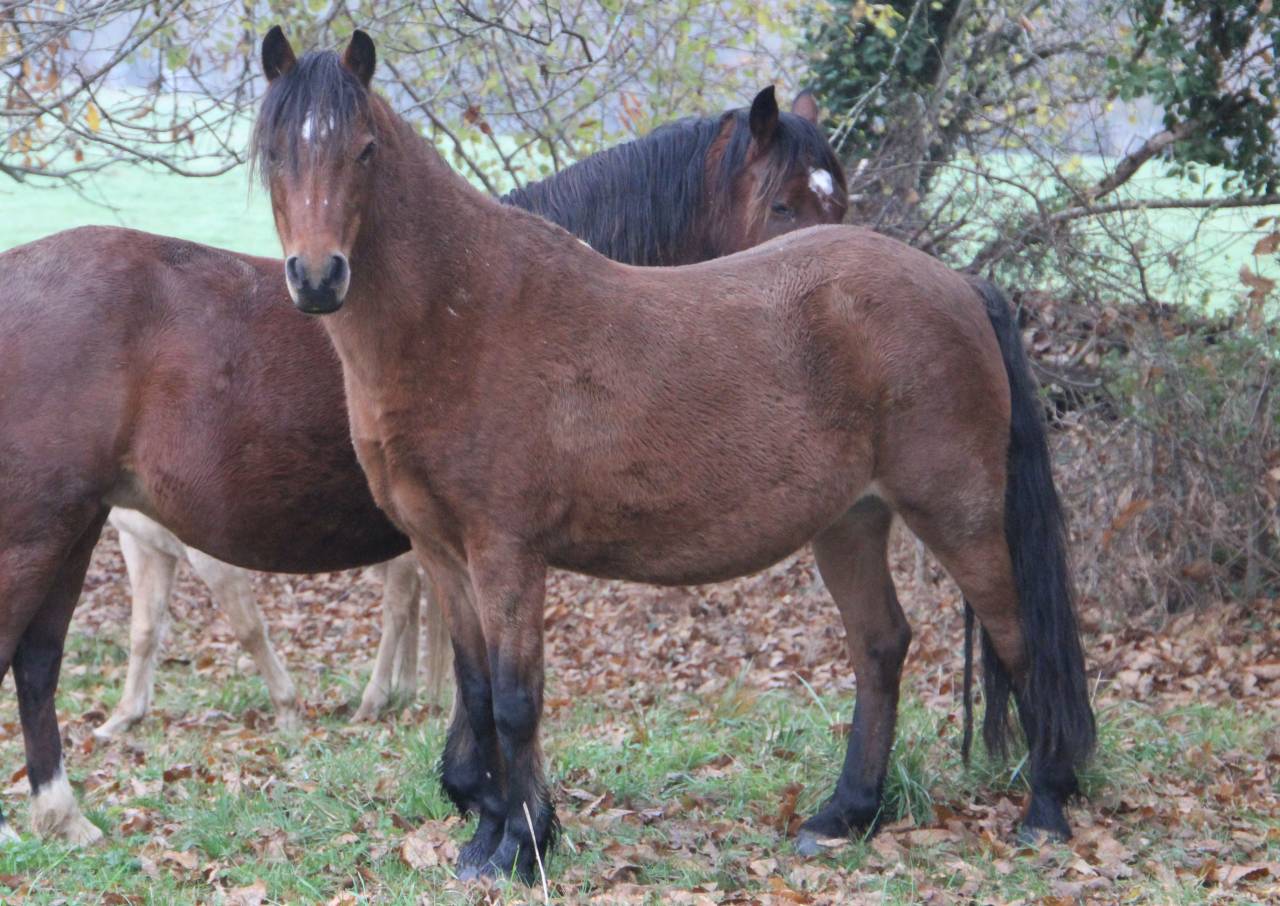 Yegua de ganader&iacute;a Welsh Poni (Secci&oacute;n B) En venta 2012 Bayo por URKOS DES BERTAINES