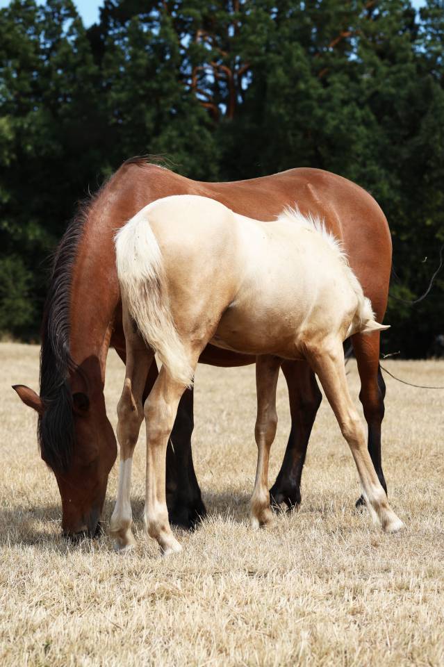 Yegua de ganader&iacute;a Welsh Poni (Secci&oacute;n B) En venta 2012 Bayo por URKOS DES BERTAINES