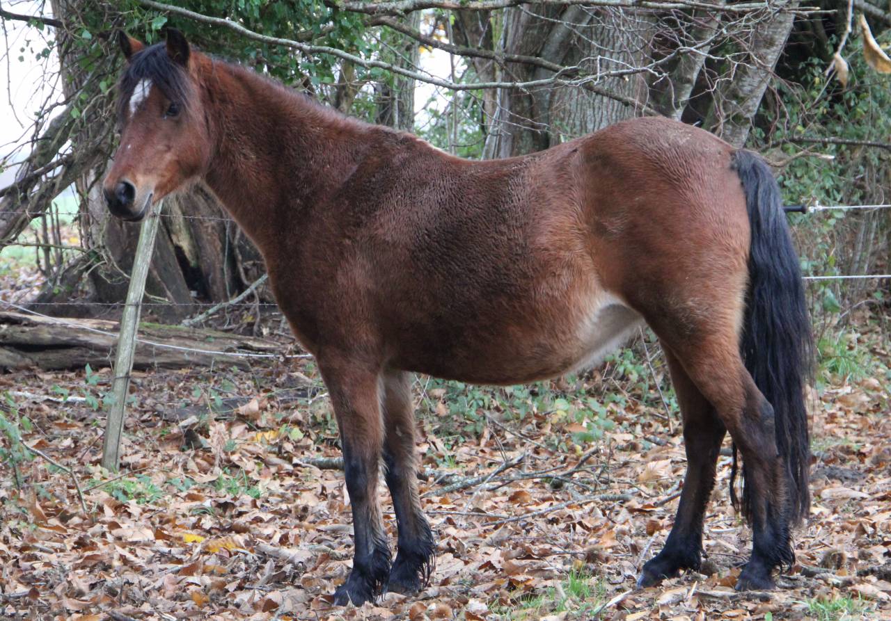 Yegua de ganader&iacute;a Welsh Poni (Secci&oacute;n B) En venta 2012 Bayo por URKOS DES BERTAINES