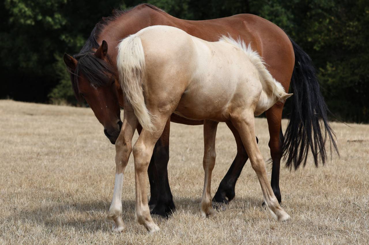 Yegua de ganader&iacute;a Welsh Poni (Secci&oacute;n B) En venta 2012 Bayo por URKOS DES BERTAINES