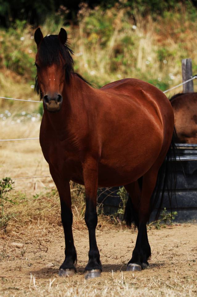 Yegua de ganader&iacute;a Welsh Poni (Secci&oacute;n B) En venta 2012 Bayo por URKOS DES BERTAINES