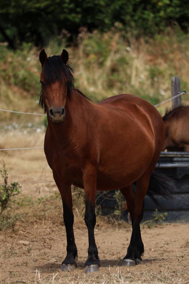 Yegua de ganader&iacute;a Welsh Poni (Secci&oacute;n B) En venta 2012 Bayo por URKOS DES BERTAINES