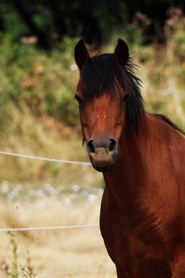 Yegua de ganader&iacute;a Welsh Poni (Secci&oacute;n B) En venta 2012 Bayo por URKOS DES BERTAINES