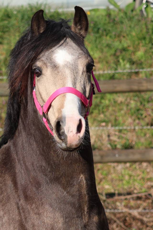 Yegua de ganader&iacute;a Welsh Poni (Secci&oacute;n B) En venta 2012 Bayo por URKOS DES BERTAINES