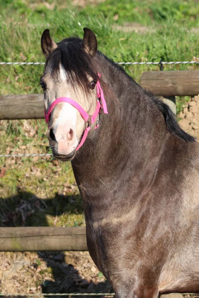 Yegua de ganader&iacute;a Welsh Poni (Secci&oacute;n B) En venta 2012 Bayo por URKOS DES BERTAINES