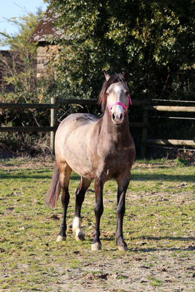Yegua de ganader&iacute;a Welsh Poni (Secci&oacute;n B) En venta 2012 Bayo por URKOS DES BERTAINES