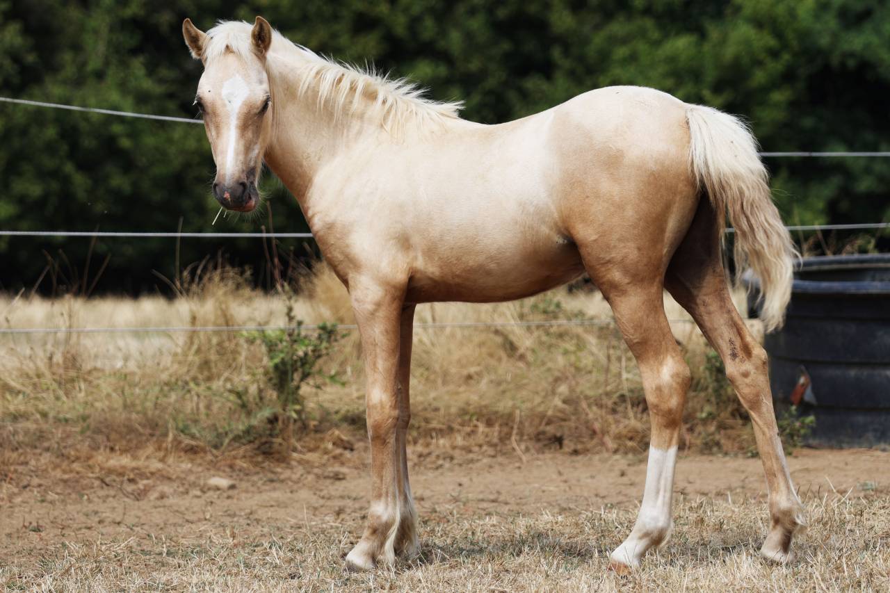 Yegua de ganader&iacute;a Welsh Poni (Secci&oacute;n B) En venta 2012 Bayo por URKOS DES BERTAINES