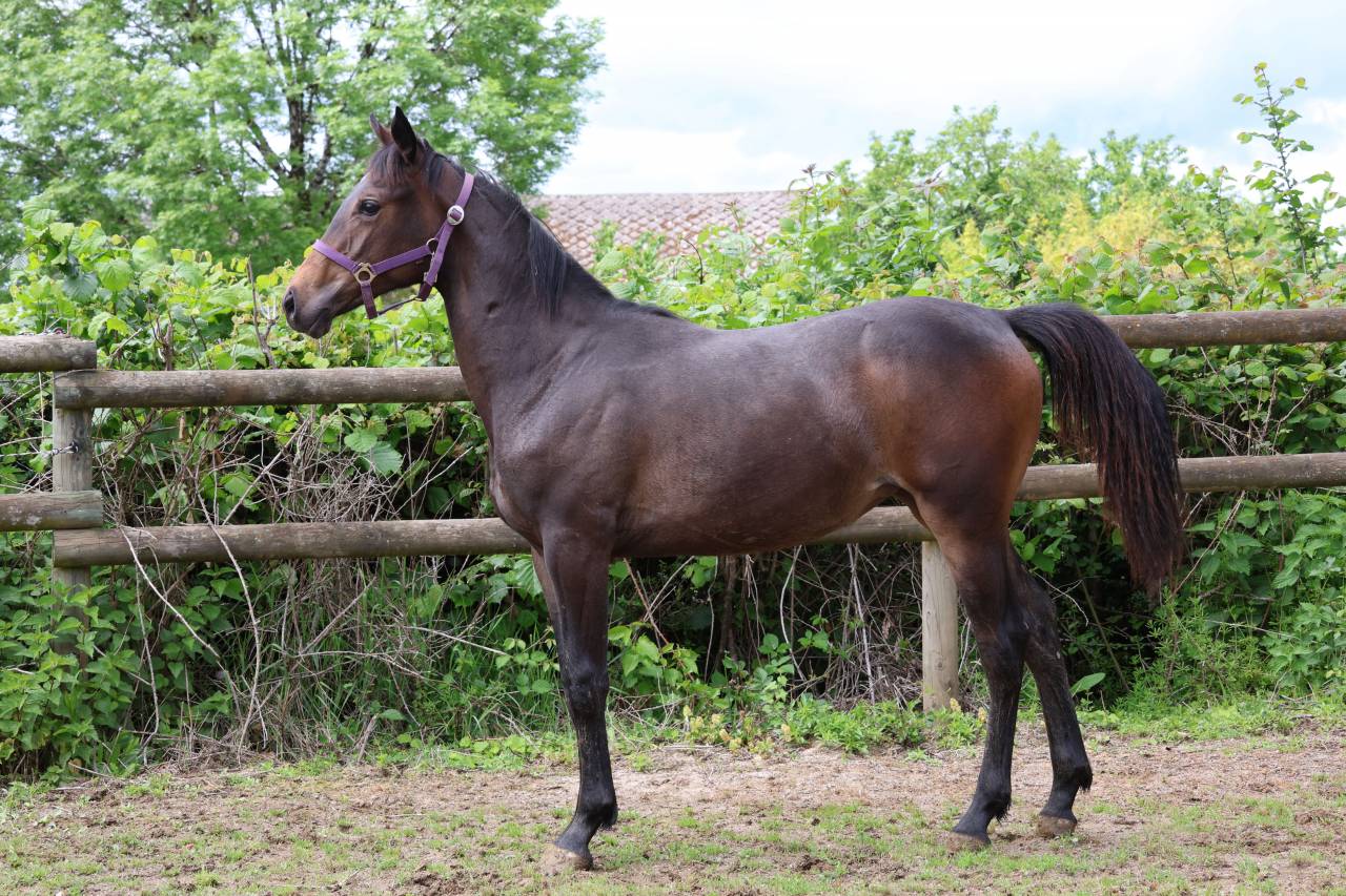 Yegua de ganader&iacute;a Anglo-Arabe de Compl&eacute;ment En venta 2009 Bayo moreno por KORRIGAN DU GEVAUDAN