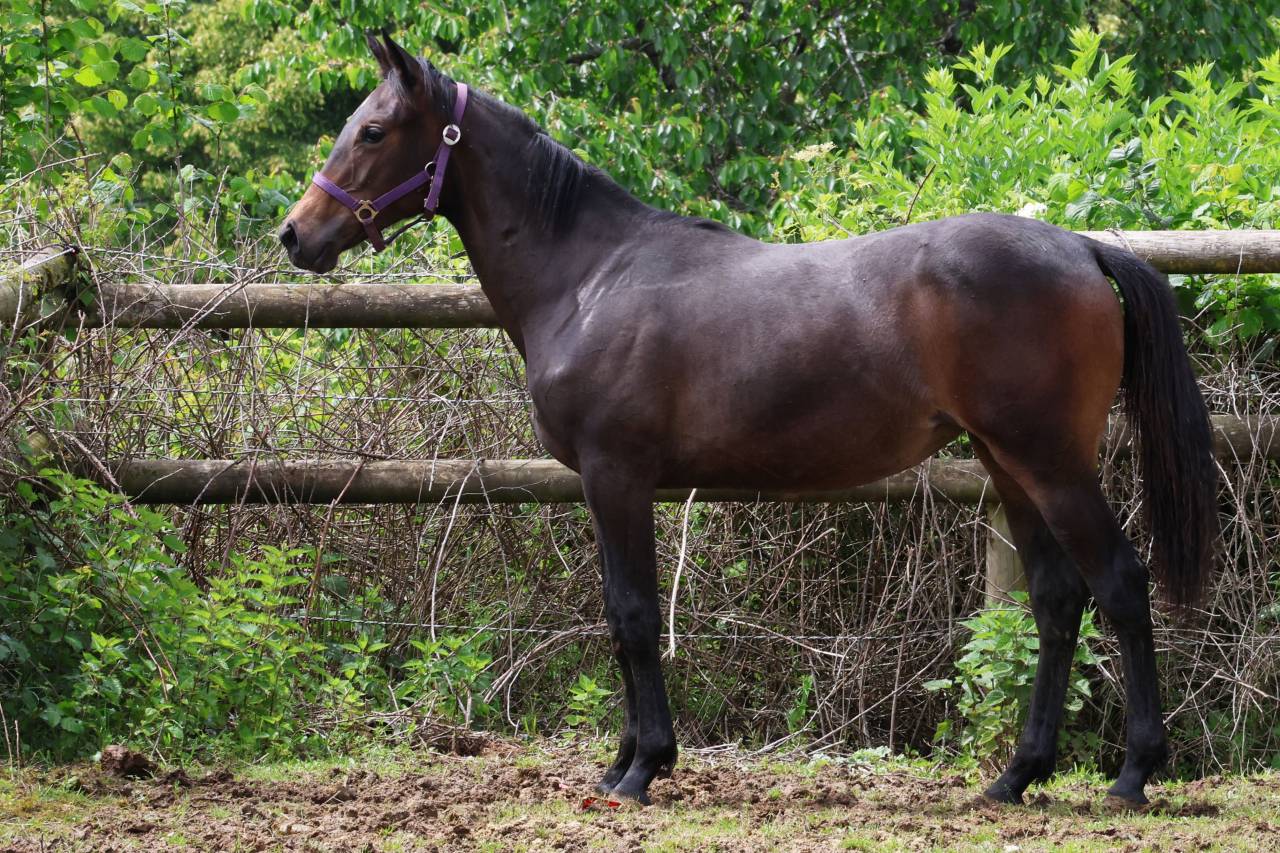 Yegua de ganader&iacute;a Anglo-Arabe de Compl&eacute;ment En venta 2009 Bayo moreno por KORRIGAN DU GEVAUDAN