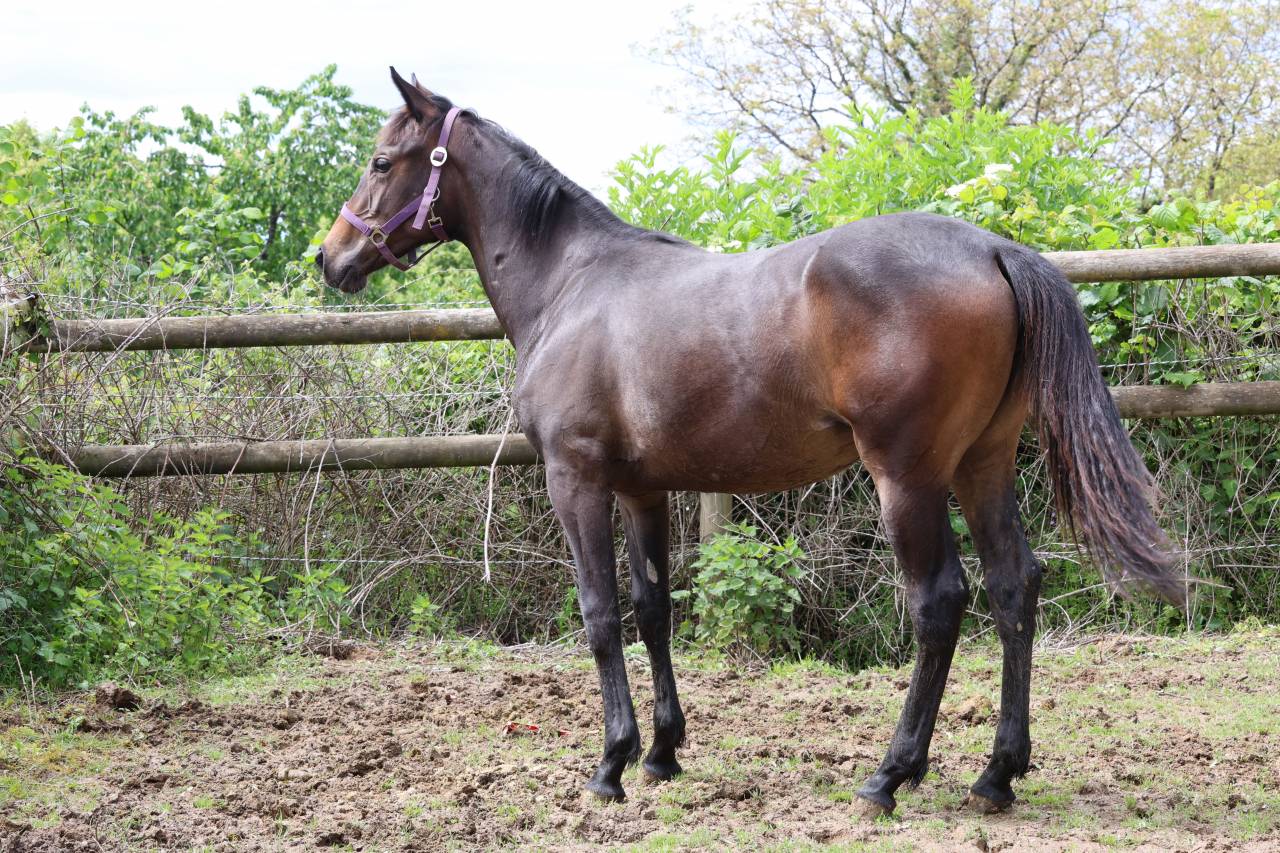 Yegua de ganader&iacute;a Anglo-Arabe de Compl&eacute;ment En venta 2009 Bayo moreno por KORRIGAN DU GEVAUDAN