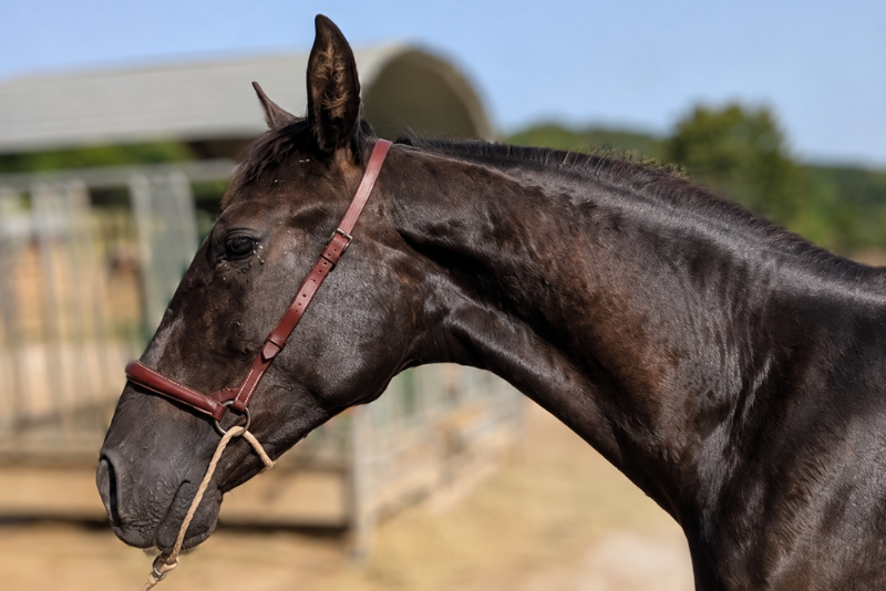 Potro PRE Pura Raza Espa&ntilde;ola En venta 2025 Negro por BREAMO