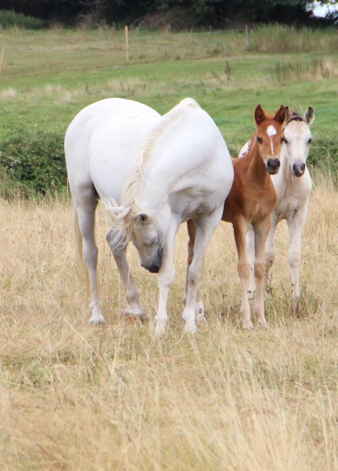 Yegua de ganader&iacute;a Welsh Poni (Secci&oacute;n B) En venta 2006 Tordo por Hercule d'audes