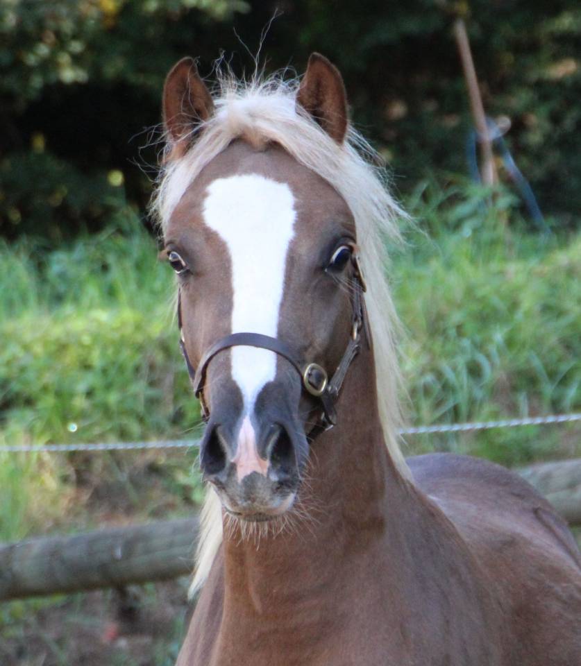 Yegua de ganader&iacute;a Welsh Poni (Secci&oacute;n B) En venta 2006 Tordo por Hercule d'audes
