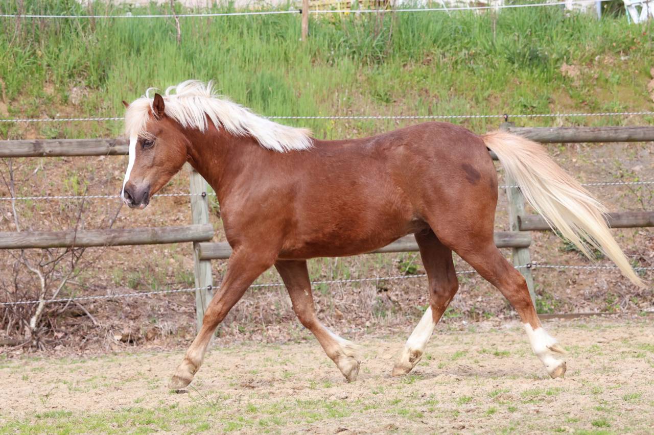 Yegua de ganader&iacute;a Welsh Poni (Secci&oacute;n B) En venta 2006 Tordo por Hercule d'audes