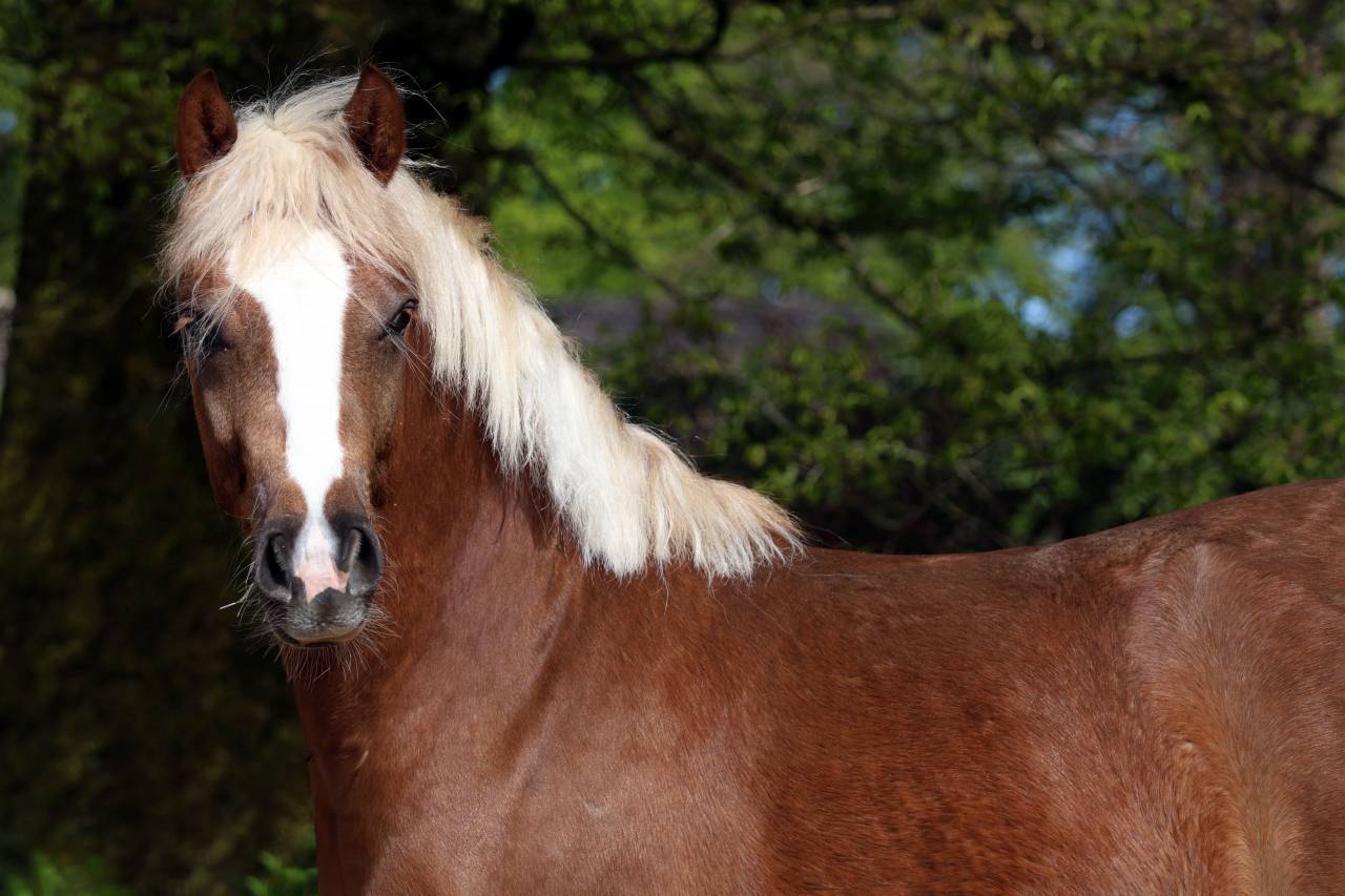 Yegua de ganader&iacute;a Welsh Poni (Secci&oacute;n B) En venta 2006 Tordo por Hercule d'audes