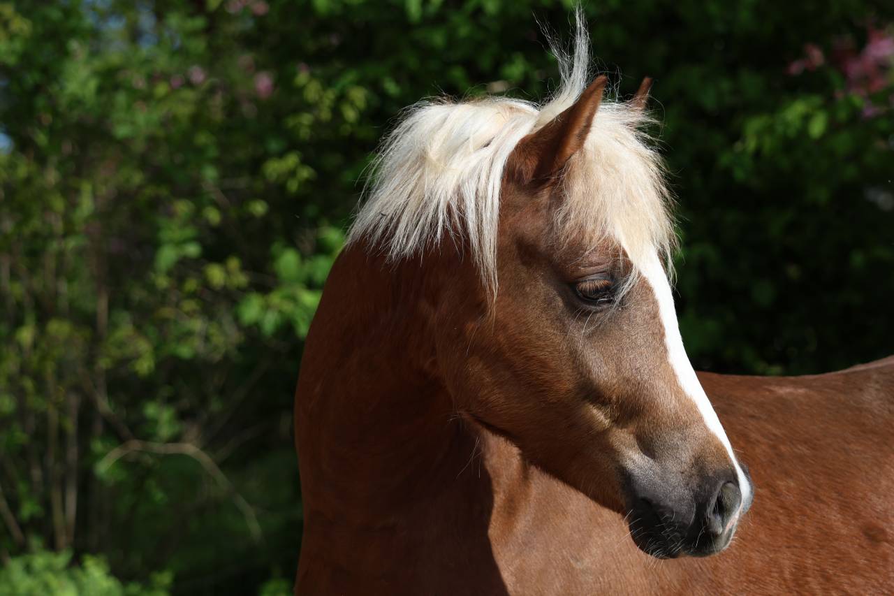 Yegua de ganader&iacute;a Welsh Poni (Secci&oacute;n B) En venta 2006 Tordo por Hercule d'audes