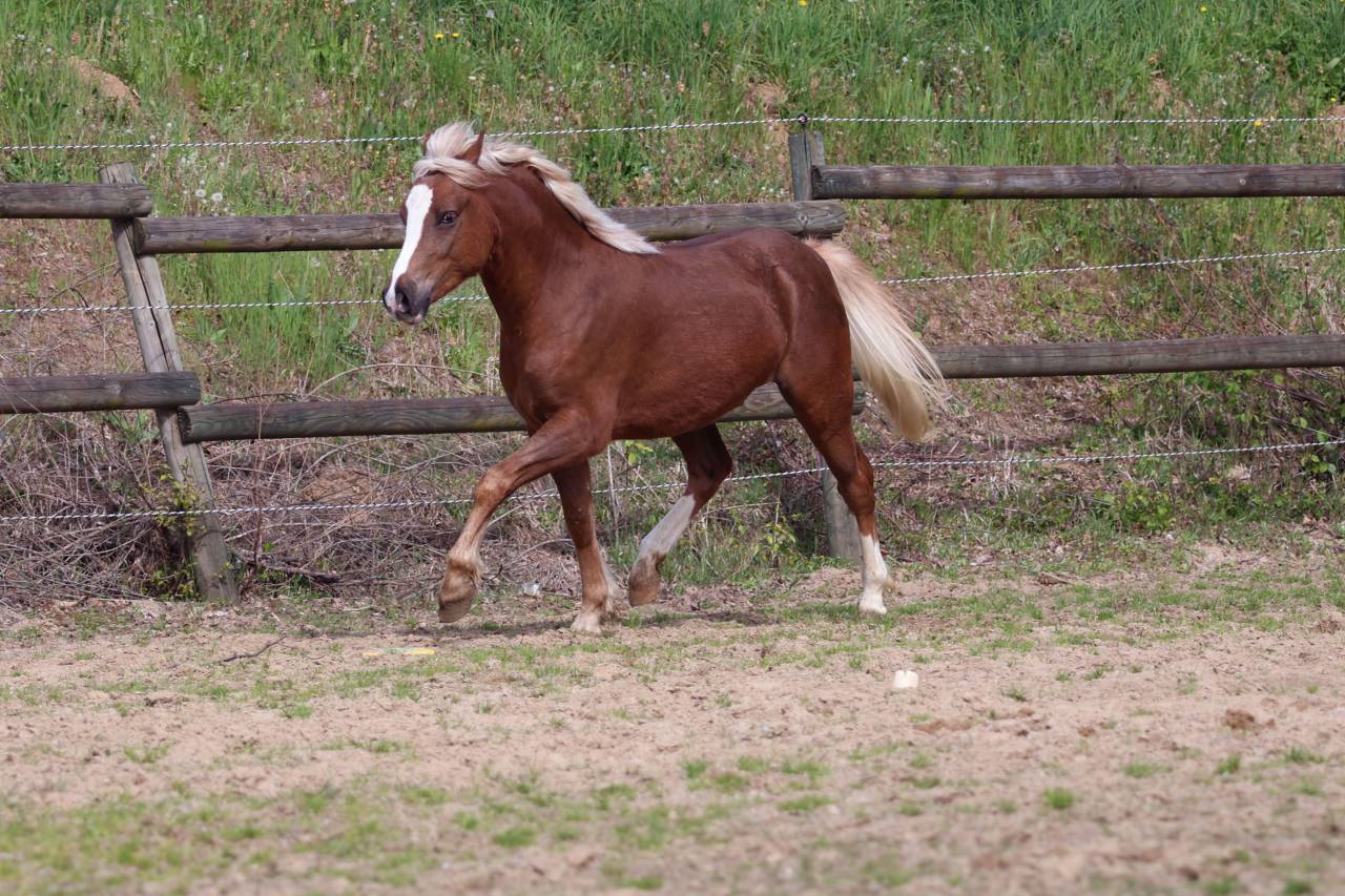 Yegua de ganader&iacute;a Welsh Poni (Secci&oacute;n B) En venta 2006 Tordo por Hercule d'audes