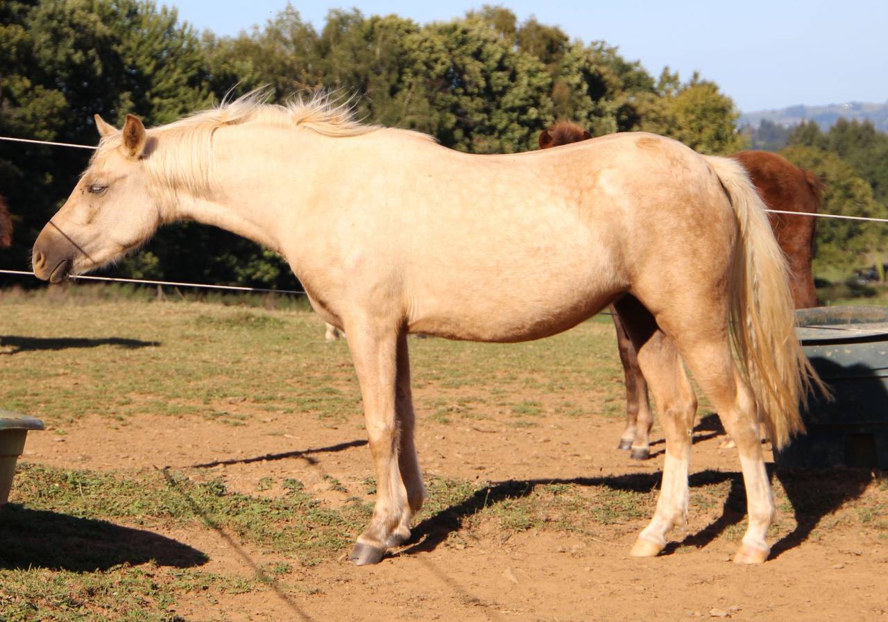 Yegua de ganader&iacute;a Welsh Poni (Secci&oacute;n B) En venta 2006 Tordo por Hercule d'audes