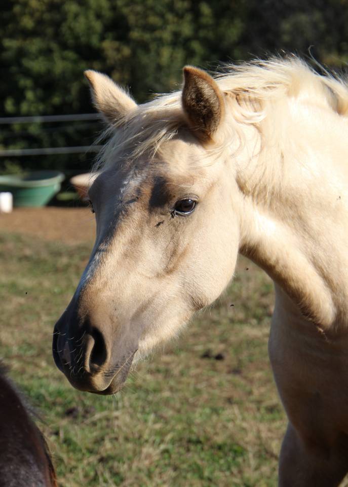 Yegua de ganader&iacute;a Welsh Poni (Secci&oacute;n B) En venta 2006 Tordo por Hercule d'audes
