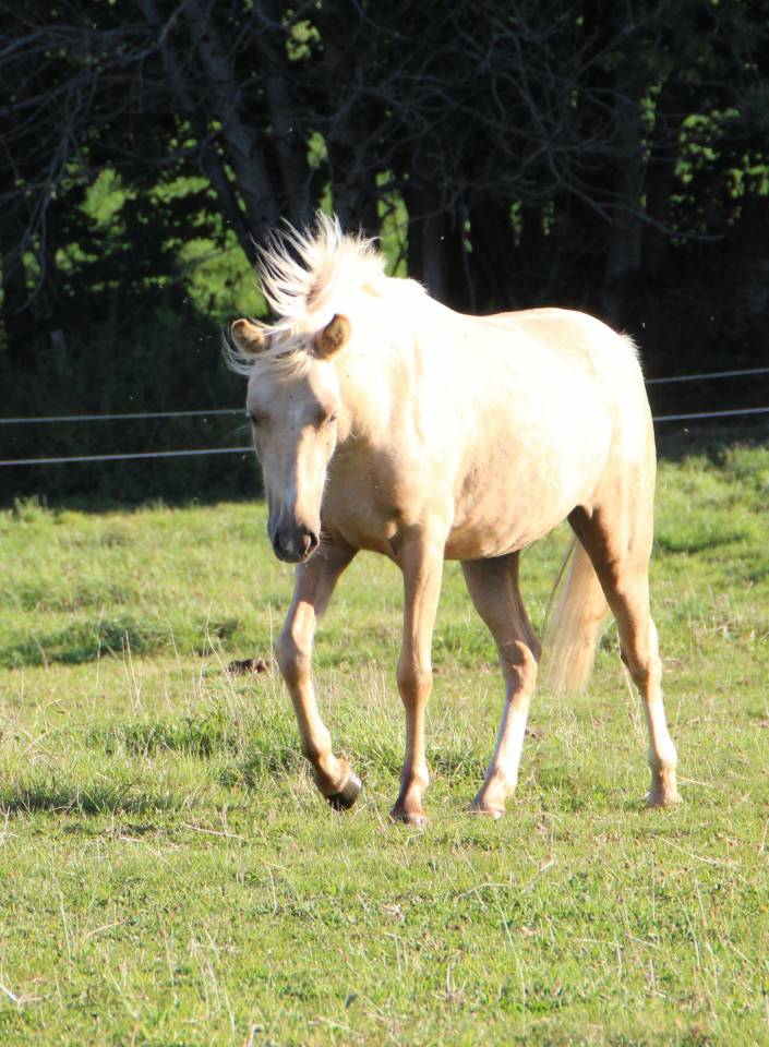 Yegua de ganader&iacute;a Welsh Poni (Secci&oacute;n B) En venta 2006 Tordo por Hercule d'audes