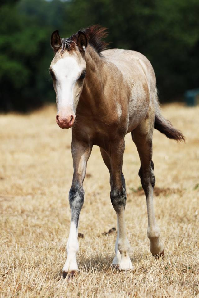 Potro Welsh Poni (Secci&oacute;n B) En venta 2026 Isabelo por WAXWING ORATOR