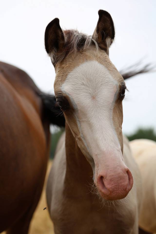 Potro Welsh Poni (Secci&oacute;n B) En venta 2026 Isabelo por WAXWING ORATOR