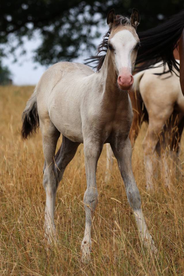 Potro Welsh Poni (Secci&oacute;n B) En venta 2026 Isabelo por WAXWING ORATOR