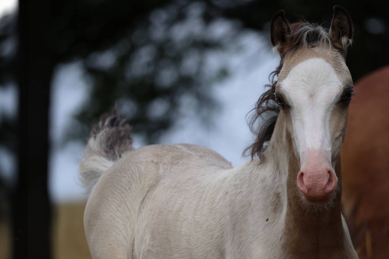 Potro Welsh Poni (Secci&oacute;n B) En venta 2026 Isabelo por WAXWING ORATOR