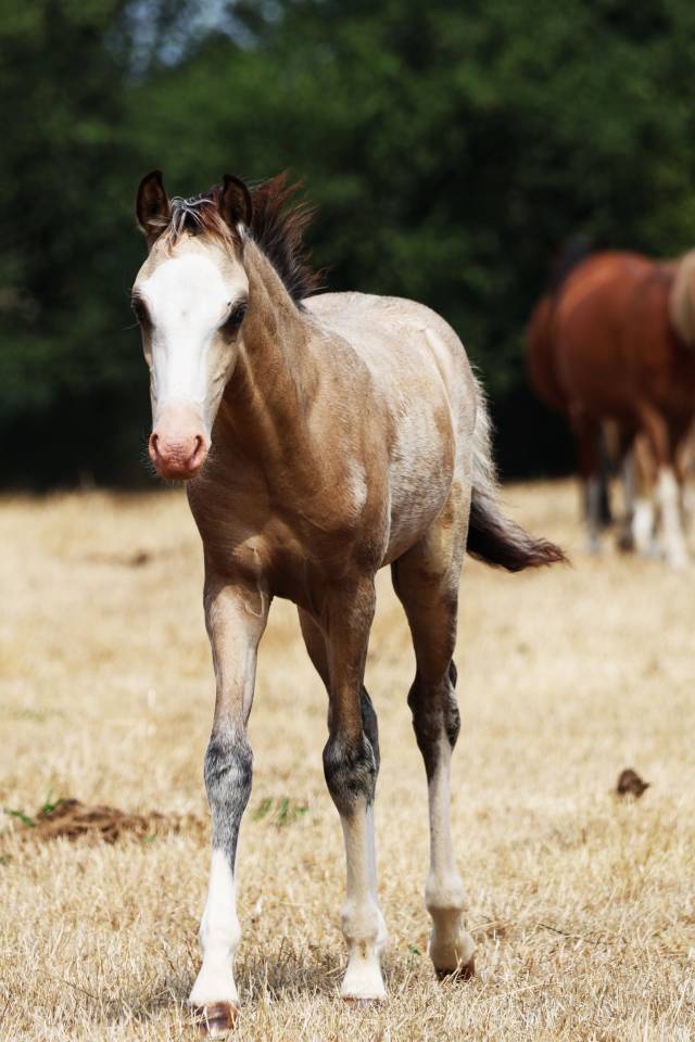 Potro Welsh Poni (Secci&oacute;n B) En venta 2026 Isabelo por WAXWING ORATOR