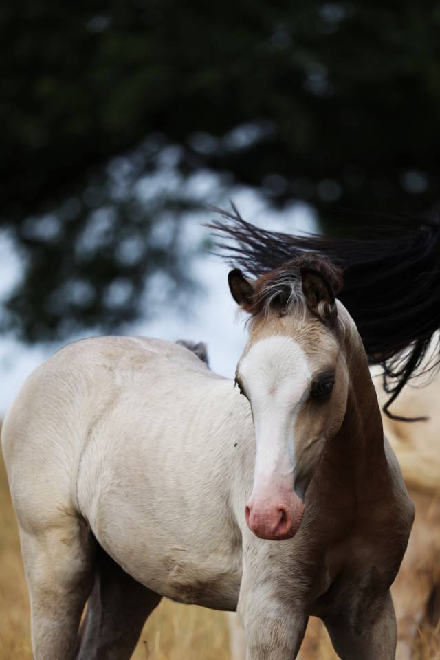 Potro Welsh Poni (Secci&oacute;n B) En venta 2026 Isabelo por WAXWING ORATOR
