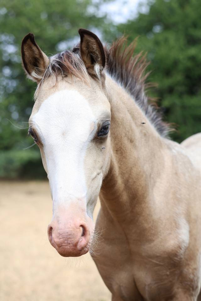 Potro Welsh Poni (Secci&oacute;n B) En venta 2026 Isabelo por WAXWING ORATOR