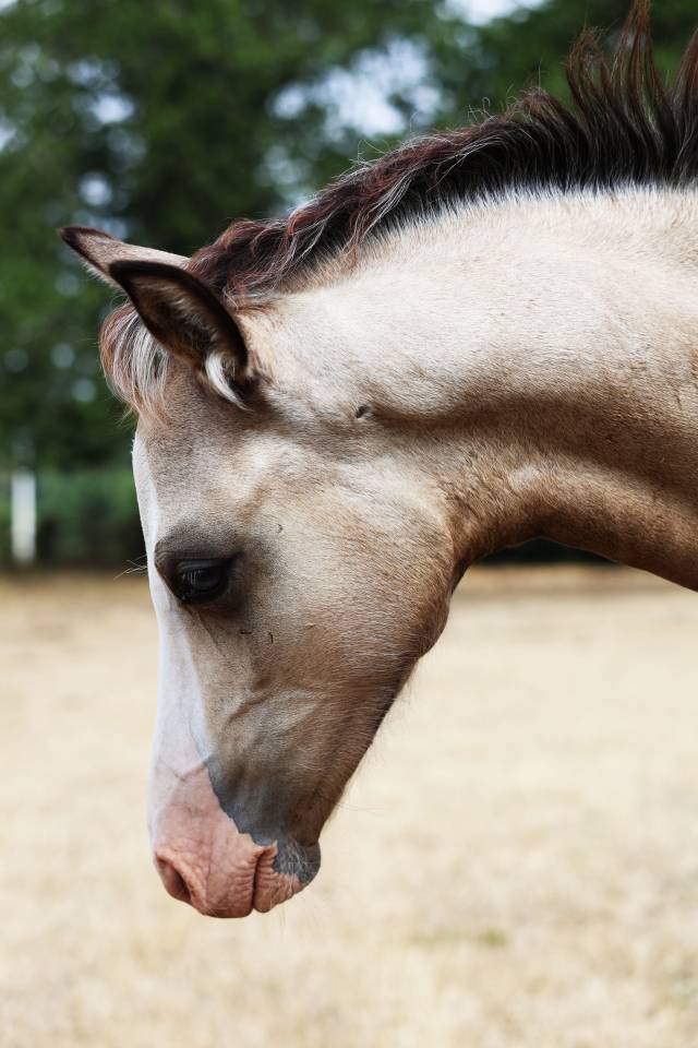 Potro Welsh Poni (Secci&oacute;n B) En venta 2026 Isabelo por WAXWING ORATOR