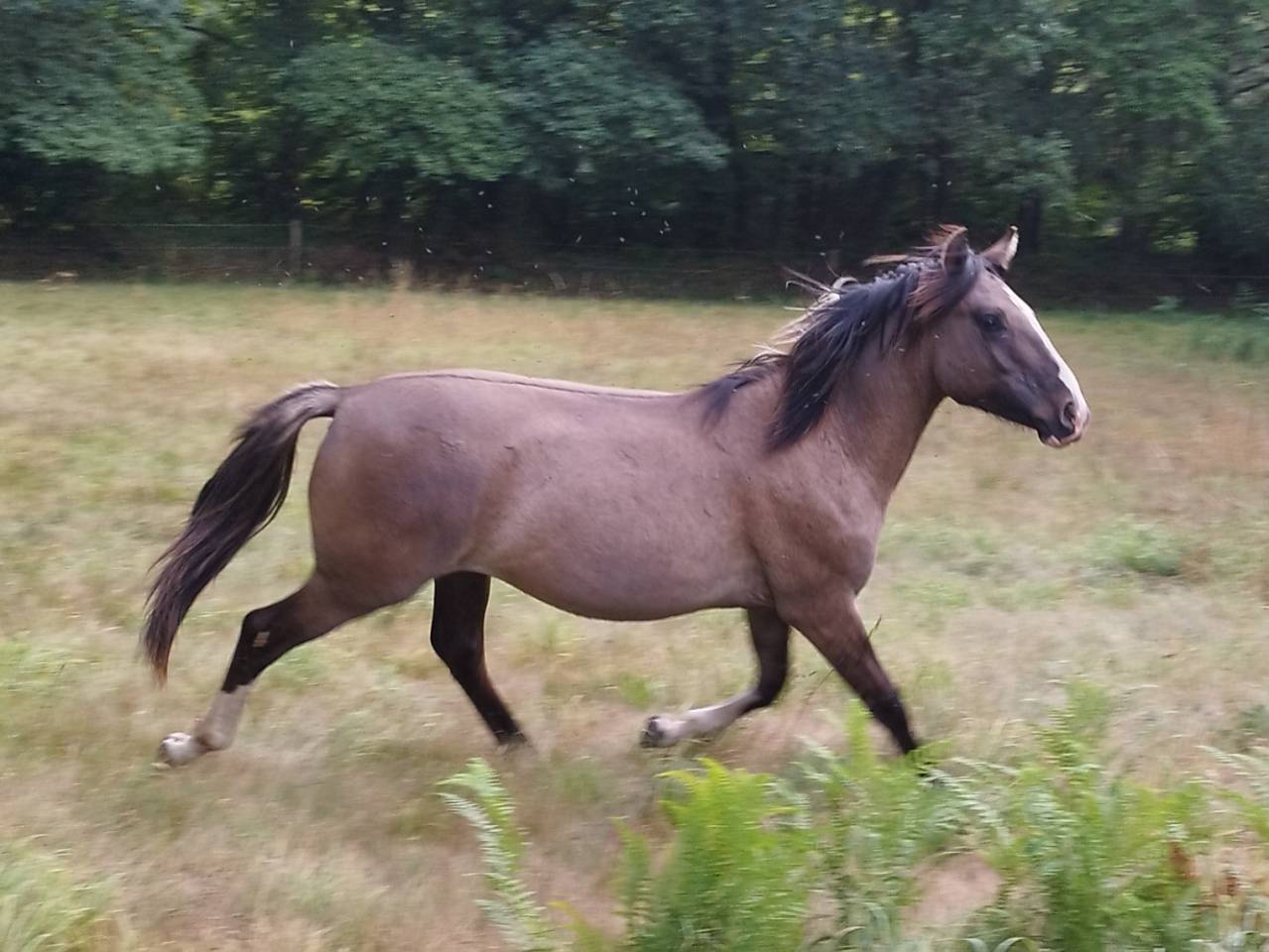Caballo entero Criollo En venta 2025 Grullo por Malal Co liberal