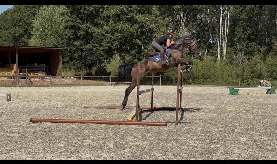 Caballo castrado Westfaliano En venta 2022 Bayo moreno por Franziskus