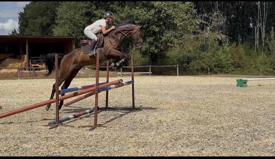 Caballo castrado Westfaliano En venta 2022 Bayo moreno por Franziskus