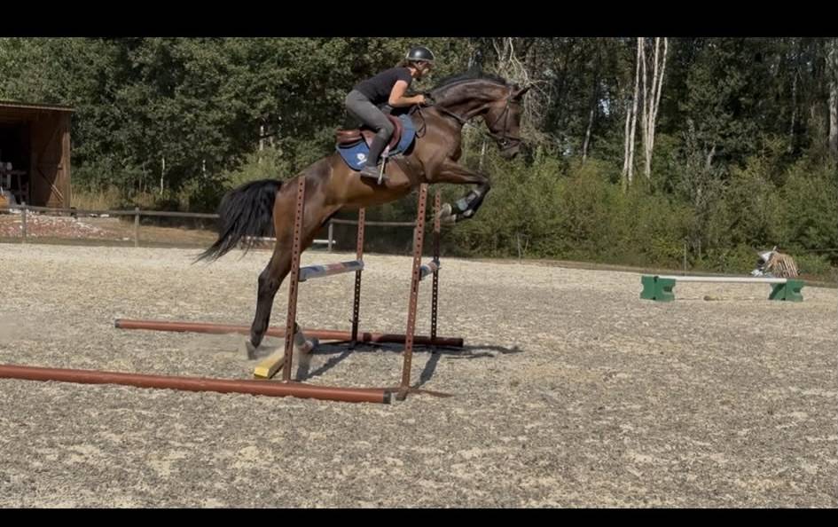 Caballo castrado Westfaliano En venta 2022 Bayo moreno por Franziskus