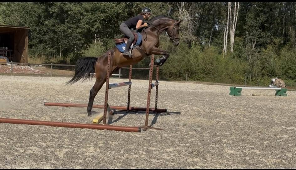 Caballo castrado Westfaliano En venta 2022 Bayo moreno por Franziskus